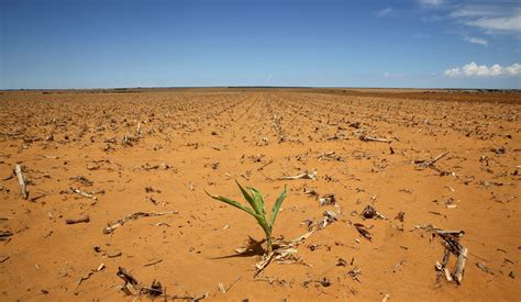 The Great Cattle Drought of 6th Century South Africa: A Study of Environmental Catastrophe and Social Transformation